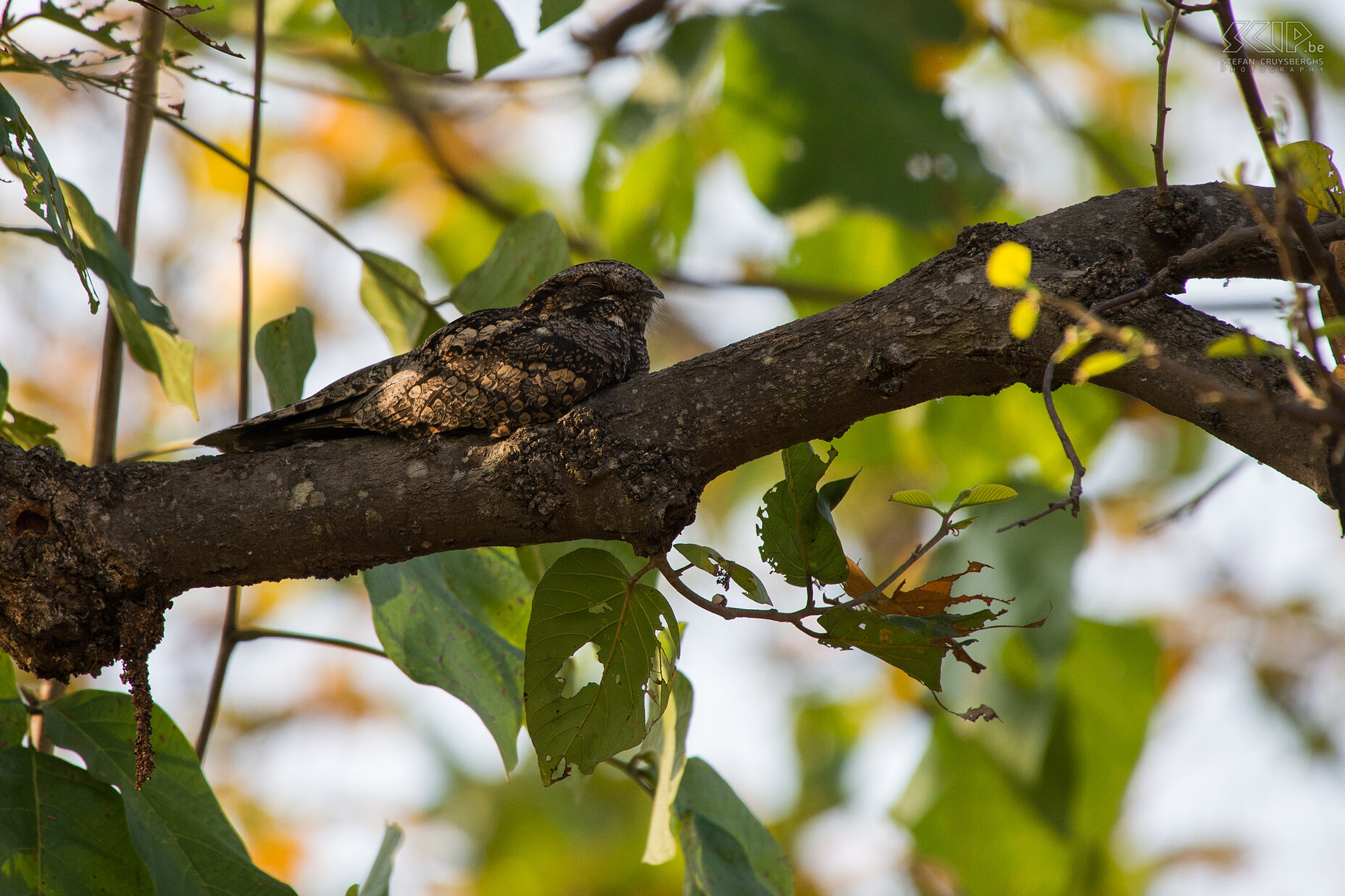 Bandhavgarh - Indian nightjar The Indian Nightjar (Caprimulgus asiaticus) is a small nightjar which is a resident breeder in open lands across South Asia. It only flies after sundown and during the day it lies still on the ground or in a tree and then it is quite difficult to spot it.<br />
 Stefan Cruysberghs